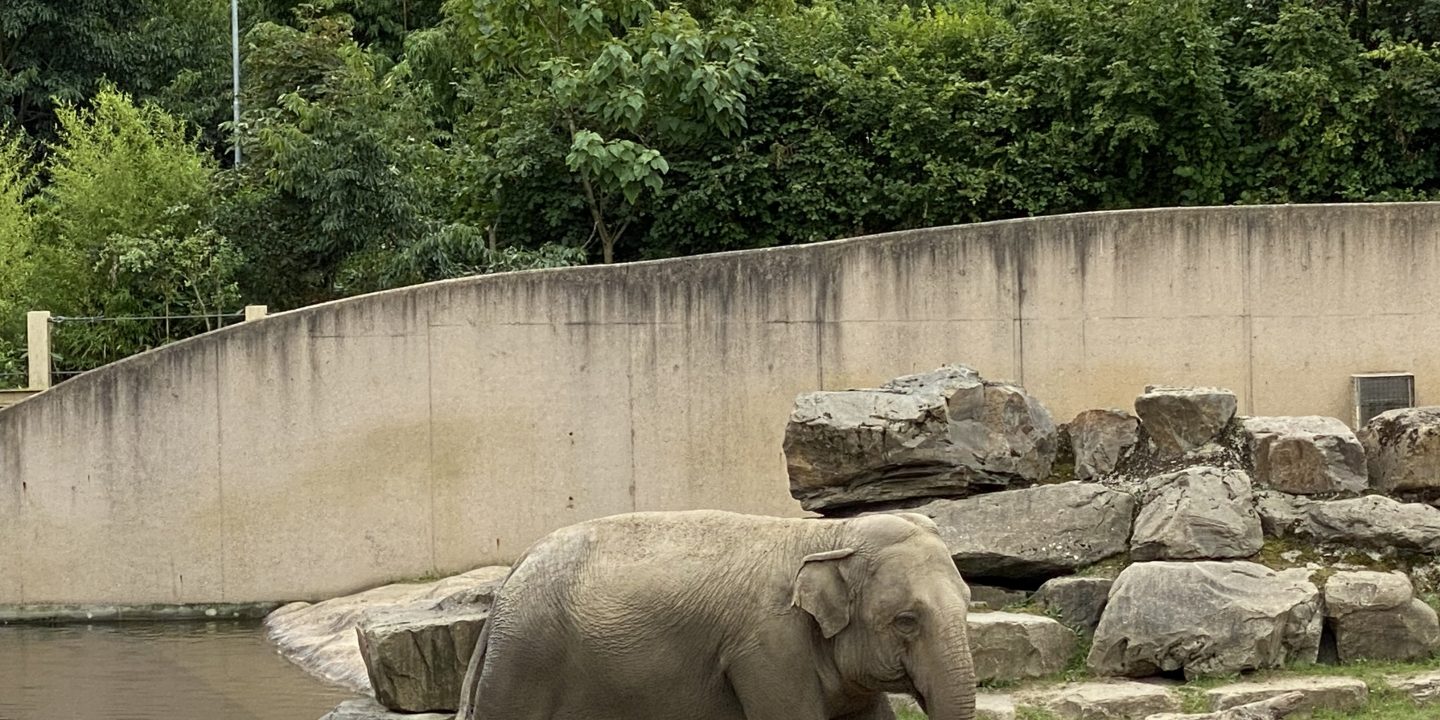 Zwijnenboel in de dierentuin hoofdstuk 1